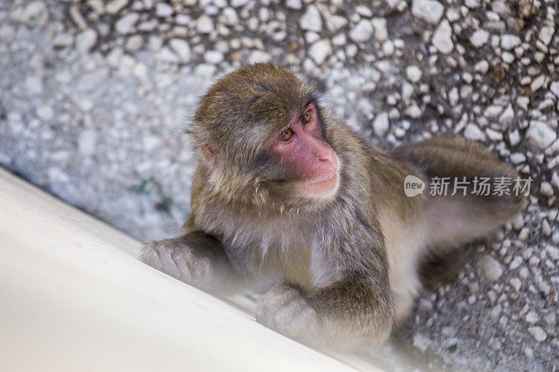 日本猕猴 (Macaca fuscata)